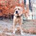 Heele Dog Collar - Adjustable Patterned Collars for Small Medium & Large Dogs | Comfortable & Robust | Sunrise Design (25-38cm) - Buy Online on GoSupps.com
