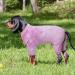 Buy A-Lila XS Dog Rehabilitation Suit - Purple Overall Recovery Onesie for Male & Female Dogs - Long Arm Pajama with Surgical Dividers - Buy Online on GoSupps.com