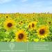 Buy Organic Bio-Sunflower Oil | Pure Aromatherapy Carrier Oil for Skin Care - Jikiaci - Buy Online on GoSupps.com