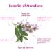 AVogel Organic Menopause Supplement - 90 CT | Natural Relief for Menopausal Symptoms - Buy Online on GoSupps.com