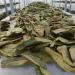 4 x 100g Soursop - New harvest- without pesticides- all natural- directly from the manufacturer Graviola.de - Buy Online on GoSupps.com