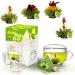 Creano tea flowers gift set Erbl hTeelini - Green tea - with tea glass and 8 tea flowers in cup format - gift for Christmas