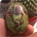 Crystal 1pc 90-100g-Natural The Dragon Blood Stone Crystal Stones Collection - Buy Online on GoSupps.com