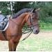 Buy Kerbl Triangular Reins WB/Full Black | Premium Quality International Shipping | Enhance Your Riding Experience - Buy Online on GoSupps.com