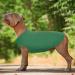 Hjumarayan Dog Sweater for Small Dogs | Thin Washable Elastic Striped Shirt for Chihuahua & Yorkshire Terrier - Emerald Green S - Buy Online on GoSupps.com