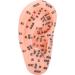 13 cm Ear Acupuncture Model | Ear Zone Pressure Point Learning Tool | International Shipping Available - Buy Online on GoSupps.com