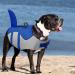 Shop Cit toile Dog Life Jacket - Safe Lightweight Water Vest for Small Medium & Large Dogs | Reflective Handle | Shark Design | Blue M/M - Buy Online on GoSupps.com