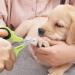 OneCut Pet Nail Clippers - Updated Claw Scissors for Cats Kittens & Small Dogs | Professional Nail Trimming Tools in Green - Buy Online on GoSupps.com
