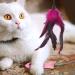 VIKSAUN 10 PCS Feather Teaser Cat Toy Feather Spinning Attachment Feather Replacement Cat Catcher Toy for Cat Play Exercise Activity & Fun Assorted Color Cat Toys with Feather Tail (10 PCS) - Buy Online on GoSupps.com