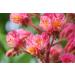 Red Chestnut No. 25 - Princeps Original Bach Flower Drops | International Shipping Available - Buy Online on GoSupps.com