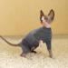 Buy Sphynx Cat Turtleneck - One-Piece Sweater for Kittens | Gray 4-Legged Catwear for Sphynx Cornish Rex Devon Rex Peterbald - Buy Online on GoSupps.com