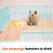 4-Piece Hamster Accessories Set | Hamster Pedal & Jumping Board with 3 Balls | Ideal for Guinea Pigs Chinchillas and Rabbits - Buy Online on GoSupps.com