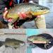 YZD Realistic Fly Fishing Lure Kit for Trout - Hand-Tied Nymph, Dry, Wet Flies for Freshwater & Saltwater Fishing - Buy Online on GoSupps.com