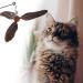 Cobee Cat Feather Propeller Wall Toys - Interactive Replacement Refills for Kittens (Black + Gray) | Fun Chaser Toy & Attachments - Buy Online on GoSupps.com