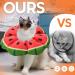 Avont Rewrise Cat Adjustable Soft Neck Collar | Leak Protection Collar for Small Dogs Post-Operation | Watermelon Design - Large - Buy Online on GoSupps.com