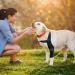 Dog Knee Brace - Hip Support for Dogs High Elasticity Hip Support Breathable Dog Leg Protector with Metal Strip for Small Dog - Buy Online on GoSupps.com