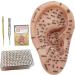 Buy Earred Acupuncture Kit - Soft Ear Seed Kit with Model Tweezers Probe Pin & Book for Effective International Shipping - Buy Online on GoSupps.com