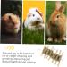 Happyyami Pet Chew Snack Guinea Pig Chewing Playthings Hamster Biting Playthings - Buy Online on GoSupps.com