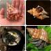 14PCS Natural Hermit Crab Shells Variety Pack | Size 1-3.5 inch | Opening 0.8-1.5 inch | Hermit Crab Supplies for Dcor - Buy Online on GoSupps.com