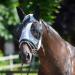 Buy Busse Fly Mask Twin Fit Flexi - Black Thoroughbred Grey | International Shipping Available - Buy Online on GoSupps.com