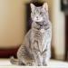 Personalizable Silver Cat Tags with Engraving - Cute Cat Face Pendant by CAMAL | International Shipping - Buy Online on GoSupps.com