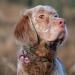 Buy DORUI Cat Bells - 4 Loud Copper Collar Bells for Cats & Dogs in Pink | International Shipping Available - Buy Online on GoSupps.com