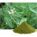 Nilavembu Powder Nelavemu Kalmegh Chirata (200 grams) Kirayata Neelavembu - Buy Online on GoSupps.com