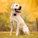 Unique Style Paws Rosa G nsebl mchen Hundehalsband & Leine - Sch ne Daisy Designs f r Kleine Mittlere & Gro e Hunde - Buy Online on GoSupps.com