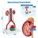 Life-Size Male Urinary System Anatomy Model - Detailed Bladder Kidneys Ureters & Adrenal Glands with Manual | Ideal for Medical Education & Study - Buy Online on GoSupps.com