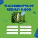 Tu Salud Plus Palo Azul 1lb - Kidney Wood Tea - Cyclolepis Genistoides - Blue Stick Herbal Detox - Buy Online on GoSupps.com