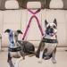 Slowton Double Dog Safety Belt - Dual-Pet Car Head Support for Medium Dogs | Elastic Connector for Safe Travel - Buy Online on GoSupps.com