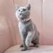 Molain Heart Bling Cat Collar Adjustable Collar with Safety Belt and Bell Rhinestone Collar for Kitten Small Dog Cat (pink) - Buy Online on GoSupps.com