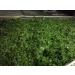 Aonori Ulva Lactuca Seaweed Green Seaweed Flakes 500g/bag - Buy Online on GoSupps.com