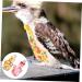Buy MipCase 8-Piece Reusable Fly Pattern Clothing Suit for Parrots | Soft Breathable Washable Diaper - Perfect for International Shipping - Buy Online on GoSupps.com