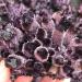 Hot Day Crystal Cluster Coffee Amethyst Processing from The Crystal Cluster Home Collections - Buy Online on GoSupps.com