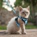 Rabbitgoo Cat Dishes & Leash Software | Premium Cat Harnesses & Sets for Ultimate Comfort - Buy Online on GoSupps.com