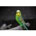 2 x 100g Packs Vitakraft Millet Spray For Birds - Buy Online on GoSupps.com