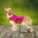 Mint Dog Coat for Anxiety Relief | Lightweight Wrap Around Coat for Small Dogs | S Grey - Buy Online on GoSupps.com