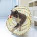 Cat Tunnel Folded Cat Tunnels S-Shaped Cat Tunnel Toy with Feather Mouse Toys Kittens Cat Tunnel Collapsible Pet Cat Tunnel Pet Interactive Play Toy for Indoor Kittens Cats (Yellow) - Buy Online on GoSupps.com