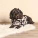 OHS Charcoal Grey Camo Print Dog Hoodie for Medium Dogs - Warm & Cozy Dog Jumper - Buy Online on GoSupps.com