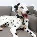 Unique Style Paws Adjustable Dog Collar & Leash - Perfect for Small Medium Large Dogs & Cats | International Shipping - Buy Online on GoSupps.com