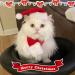 NANSAM Dog Christmas Hat and Scarf Set - Adjustable Red White Pet Accessories for Kittens and Puppies | Perfect Holiday Outfit - Buy Online on GoSupps.com
