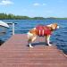 Buy Kuoser Dog Life Jacket - Durable Buoyancy Vest for Large & Medium Dogs | High Safety Red Floating Jacket - Buy Online on GoSupps.com
