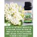 Lily of The Valley Absolute Oil 0.33 fl oz - Pure Convallaria majalis Essential Oil for Aromatherapy & Skin Care - Shop Internationally - Buy Online on GoSupps.com