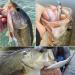 6-Piece Jerkbait Kit for Bass Fishing - 110mm Minnow Lure, Suspending Jerk Baits Fishing Lures - Buy Online on GoSupps.com
