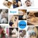 Petgle Professional Dog & Cat Grooming Brush | Reduces Shedding | Deshedding Tool 2.5inch - Buy Online on GoSupps.com