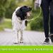 Buy 3m Green Tie Out Leash for Medium to Large Dogs | Durable Dog Yard Cable - Ships Internationally - Buy Online on GoSupps.com