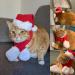 PETLESO Cat Santa Hat and Scarf Christmas Costume Set - Festive Holiday Accessories for Dogs and Cats - Buy Online on GoSupps.com