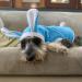 NACOCO Dog Bunny Costume Hoodie - Small Blue | Christmas Halloween Easter Rabbit Outfit for Small Dogs Cats - Buy Online on GoSupps.com