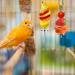 Parrot Skewer Feeder Stainless Steel 2pcs S/L Parrot Treats Fruit Stick Holder Bird Food Holder Foraging Toy for Parrot Budgie Parakeet Cockatiel - Buy Online on GoSupps.com